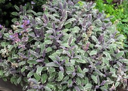 Salvia officinalis Tricolor / Tarkalevelű orvosi zsálya